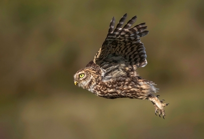 Little Owl in Flight - Janet Taylor - First Place