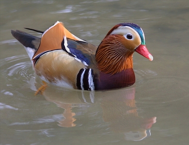 Mandarin Drake - Peter Bagnall - Highly Commended