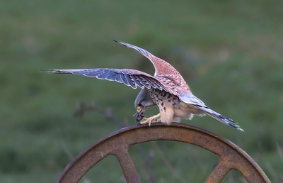 Mantling Kestrel with Mouse - Janet Taylor - Second Place