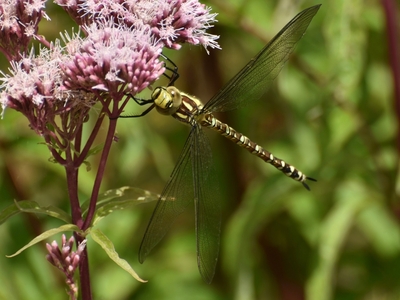 Southern Hawker - Jeff Cunningham