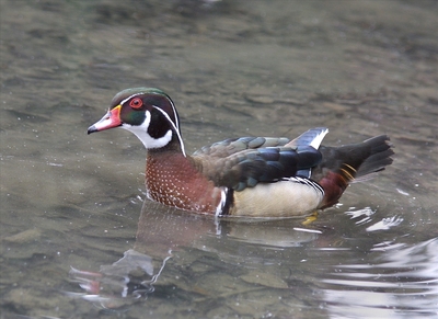 Woodduck Drake - Peter Bagnall