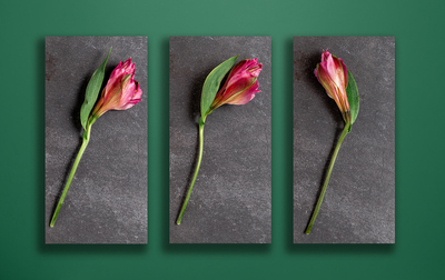 Flowers - Steve Bird