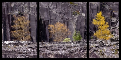 Trees and Slate - Dan Johnson - Commended