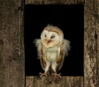 Amused Owlet - Janet Taylor