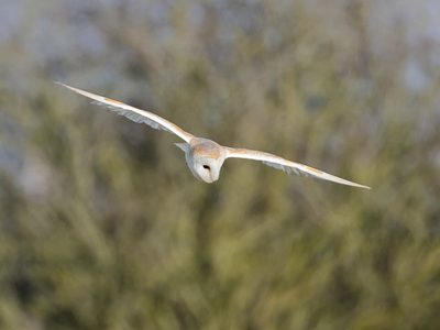 Barn Owl in Flight - Peter Bagnall