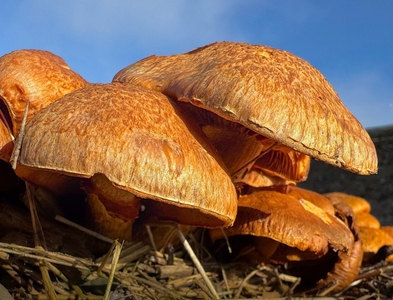 Cluster of Spectacular Rustgill Mushrooms - Ellen Bell