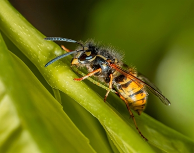 Common Wasp - Steve Bird - Commended