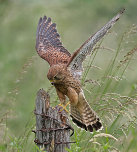 Kestrel Flying onto Post - Peter Bagnall - Highly Commended