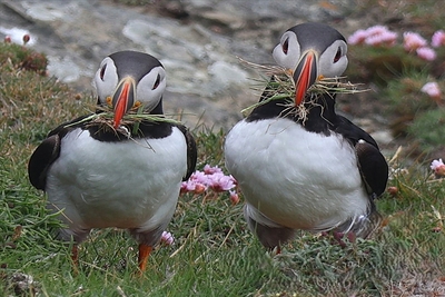 Nesting Puffins - Martin Hamer