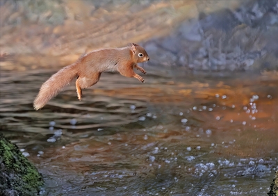 Red Squirrel Jumping Mountain Stream - Peter Bagnall
