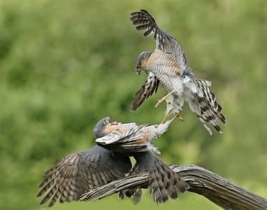 Sparrow Hawk Squabble - John Hughes - Commended