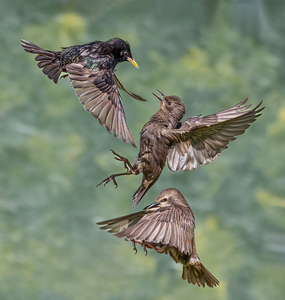 Starling Skirmish - Janet Taylor - Second Place