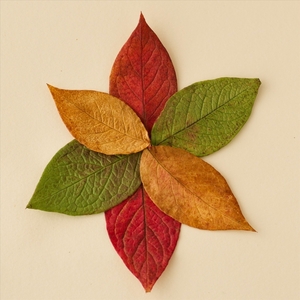 Autumn Leaves - Linda Knapper - Commended