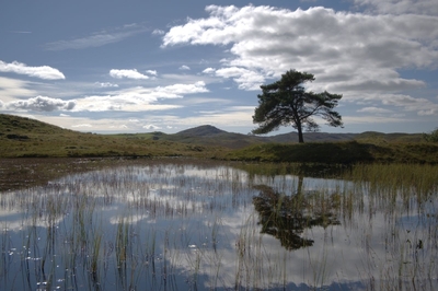 Blawith Tarn - Pat Hamer