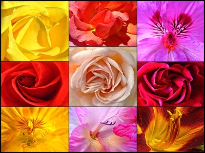 Flower Show - Fernley Stribling