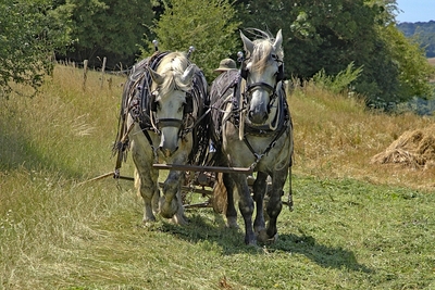 Heading for Lunch - John Pinches