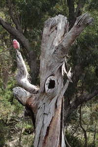 In Kings Park - Clive Bond
