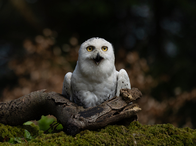 Snowy Owl - Janet Taylor - 1st Place