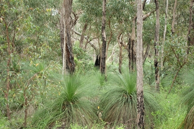 Star Swamp Bushland Reserve - Clive Bond