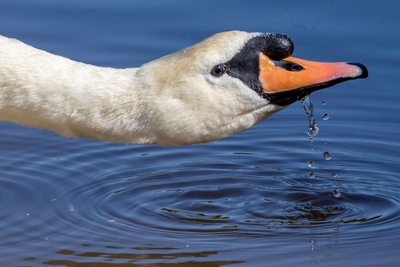 Swan - John Pinches - 2nd Place
