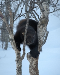 Arctic Wolverine - Pat Hamer - Commended