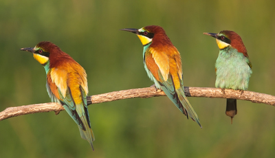 Bee Eaters - John Hughes Commended