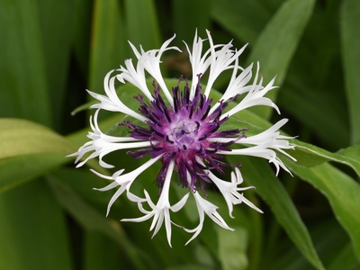 Centaurea Montana - Jeff Cunningham