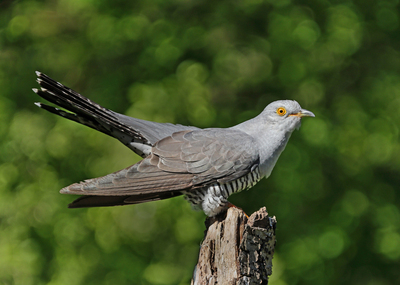 Cuckoo Looking for Mate - Peter Bagnall - Highly Commended