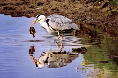 Heron Gone Fishing - John Pinches - Commended