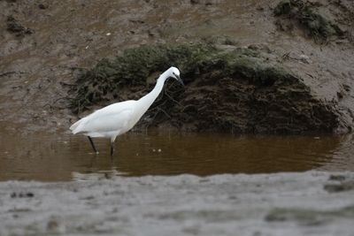 Little Egret at Sunderland Point - Jeff Cunningham