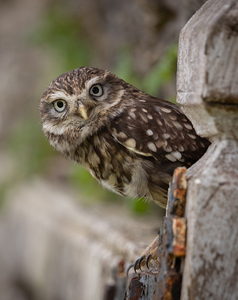 Little Owl - Ellen Bell - 2nd Place