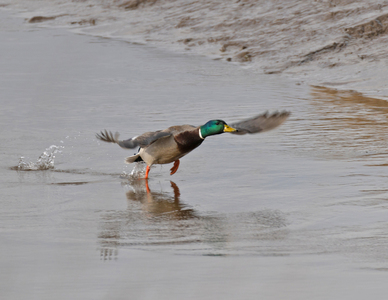Mallard Drake Take Off - Peter Bagnall