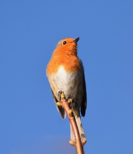 Proud Robin - Jeff Cunningham