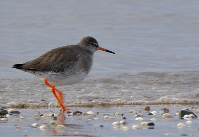 Redshank on the Move - John Wilson