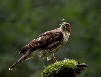 Spitting Feathers - Janet Taylor - 1st Place