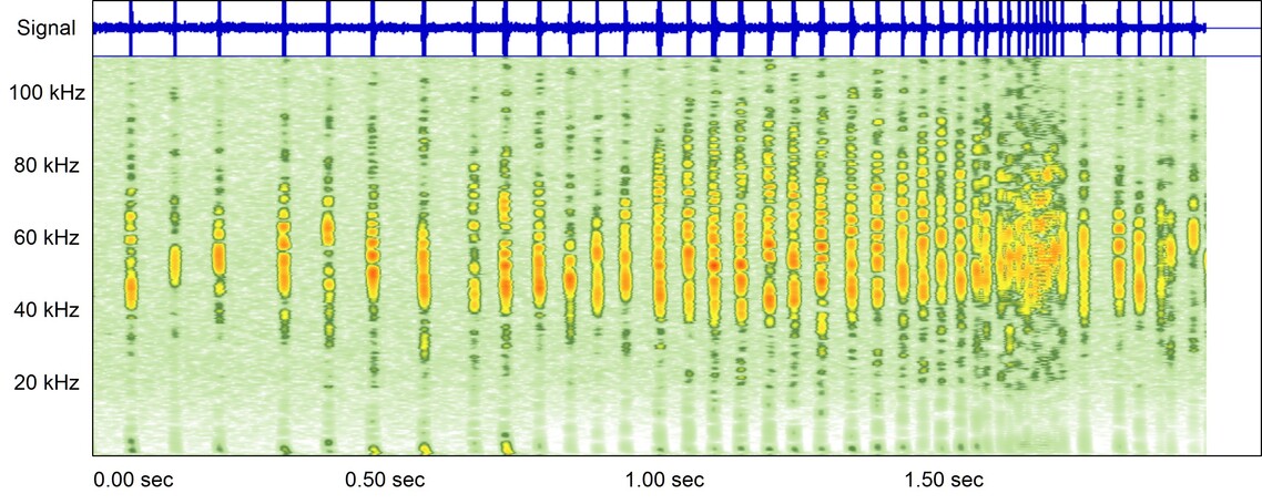 Bat scan Daubenton's