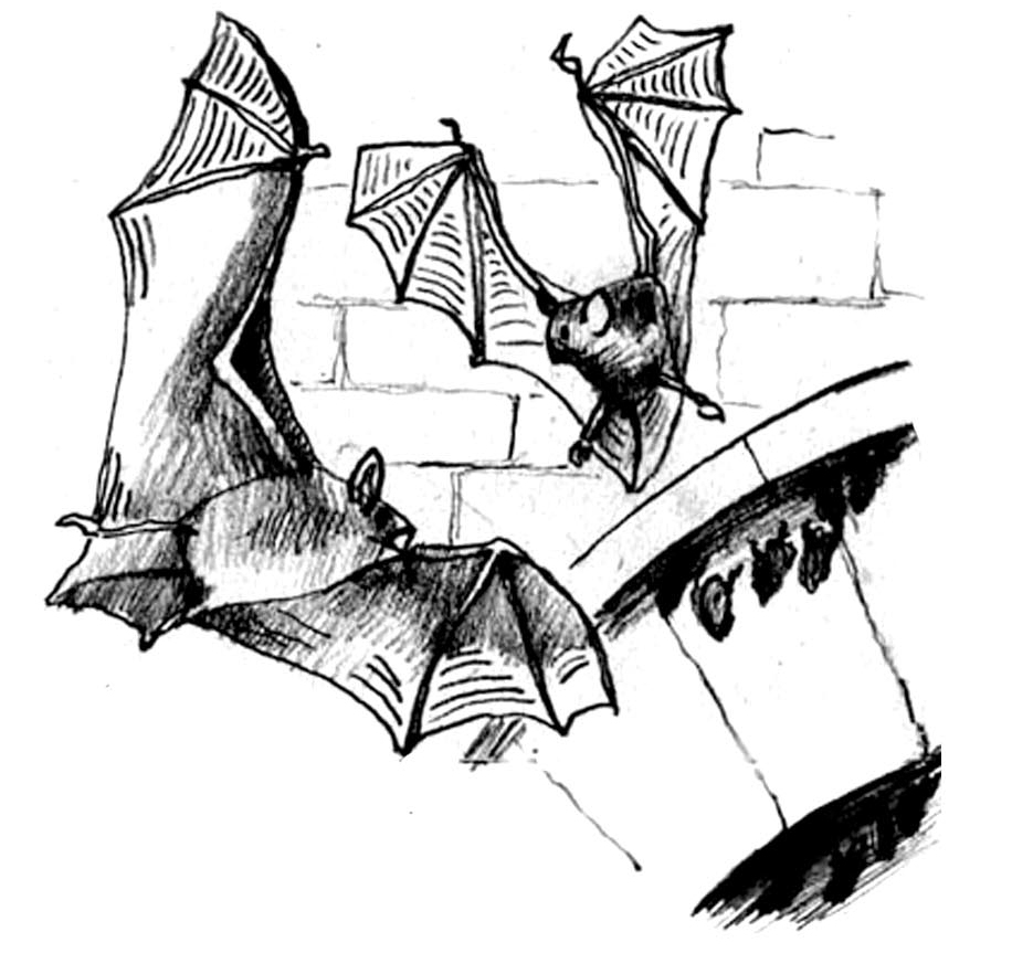 Bats