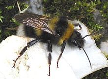 Garden bumblebee