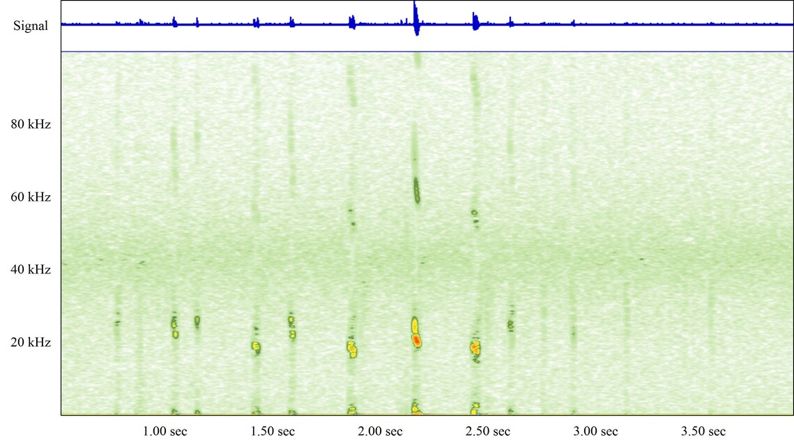Noctule_MCF_17Aug15_A2