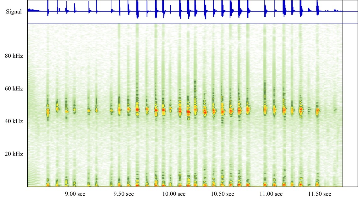 Pipistrelle EVF_ 22Jul15_A1