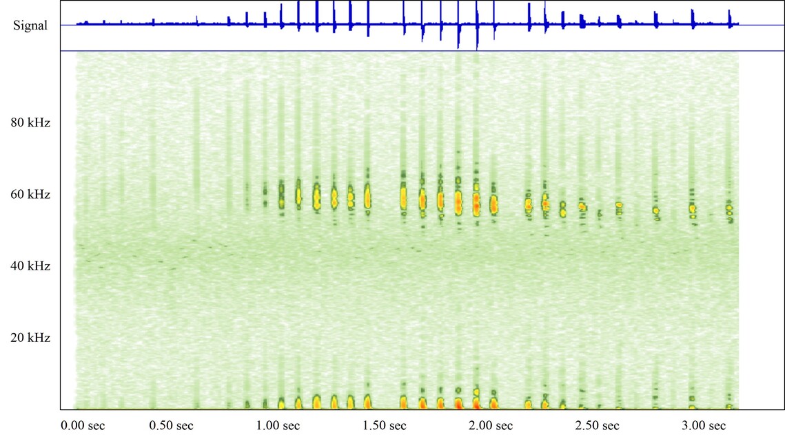 Soprano Pipistrelle_MCF_17Aug15_A3