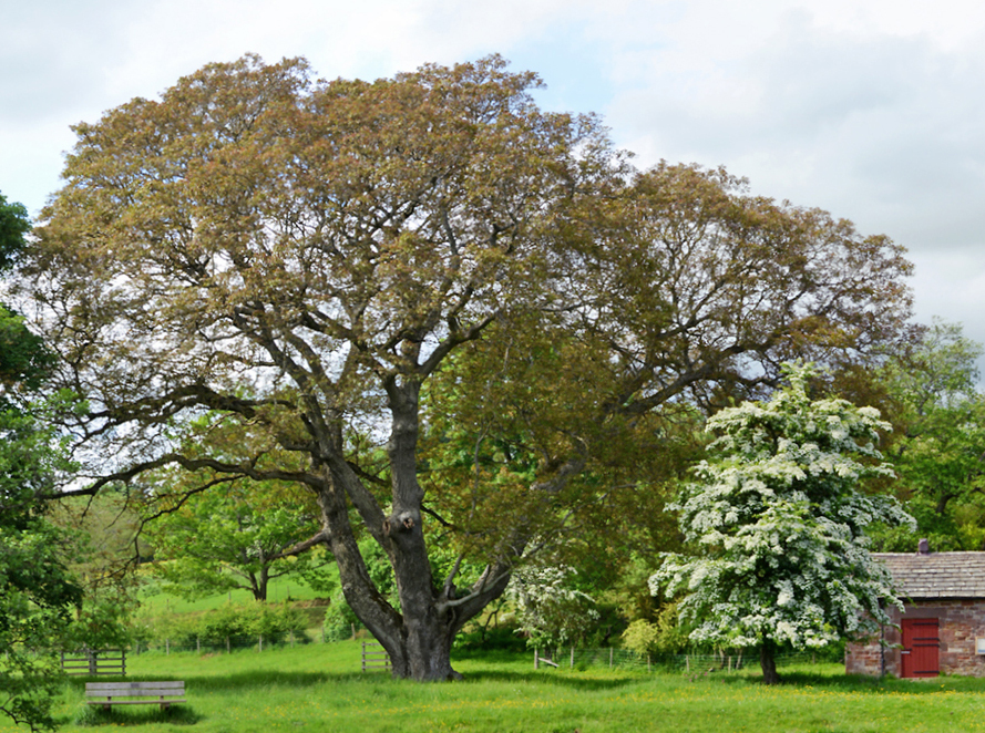 Walnut tree photo