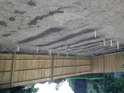 What beautiful rows!