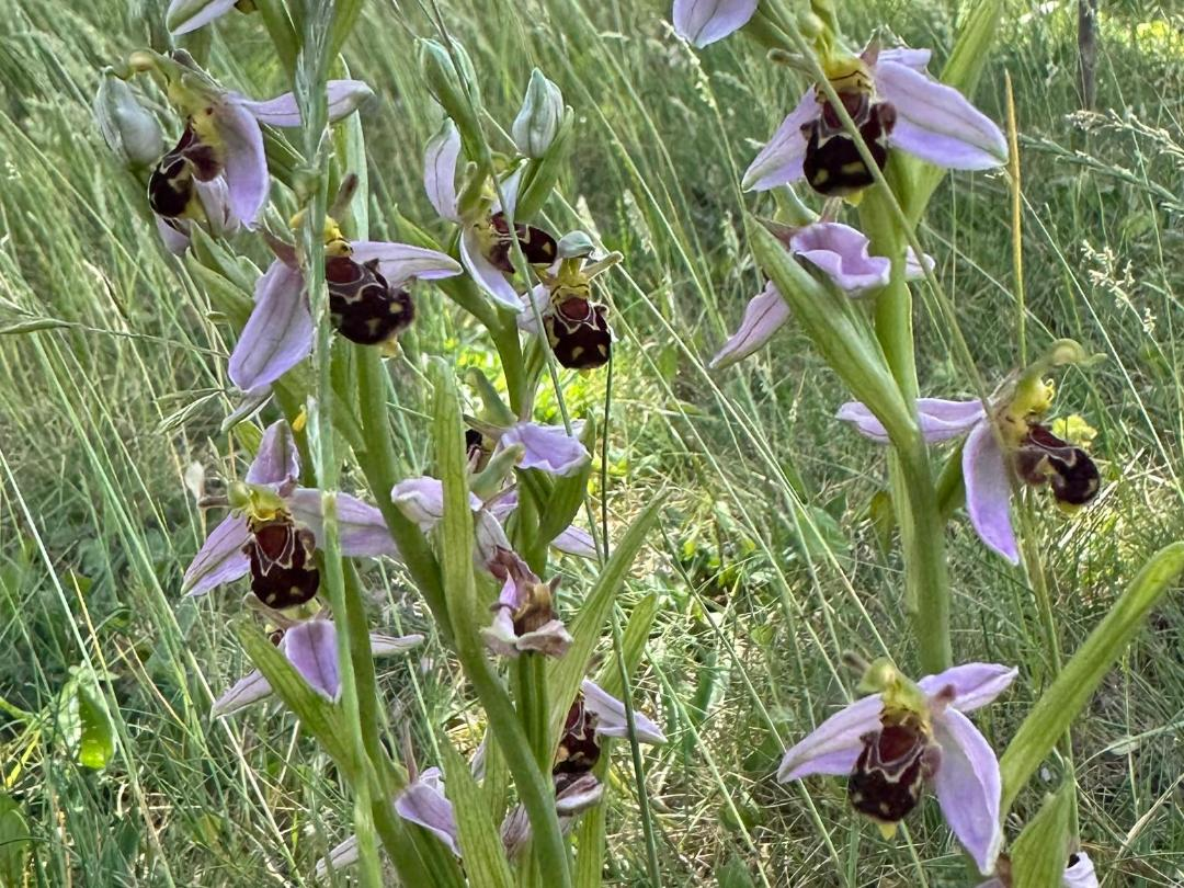 Plants called 'bee orchids' - the flowers have light purple petals on the outside and a structure that looks a lot like a bee on the inside!