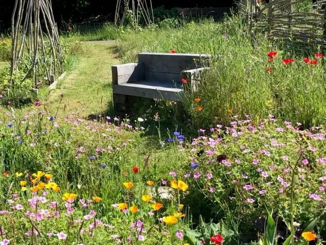 Bench amongst wildflowers