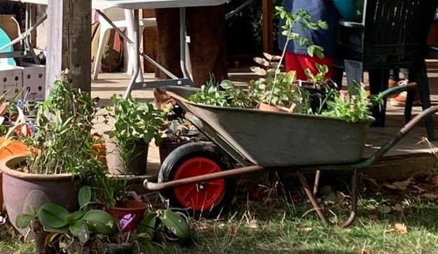 A wheelbarrow sits filled with various potted plants.