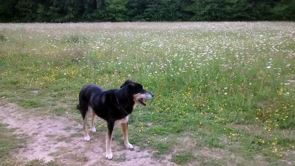 Flower Meadow Late May