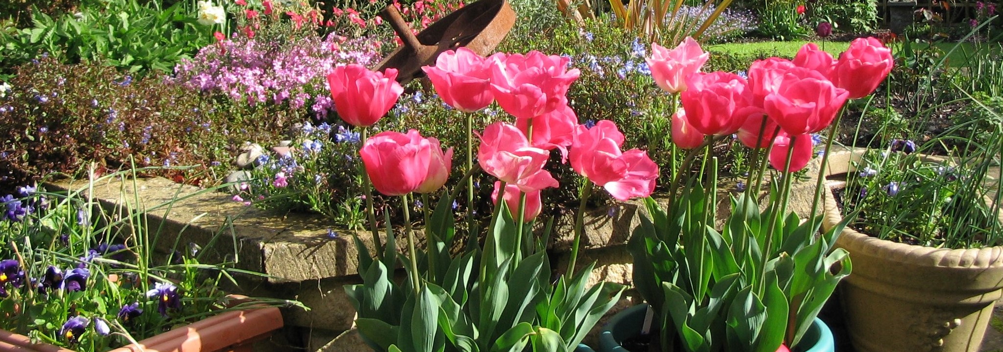 pink_tulips2.JPG