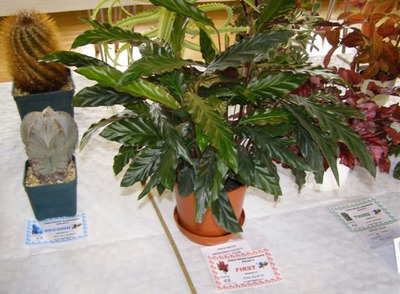 More pot plant winners