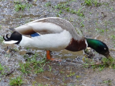    .......and Small Birds